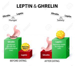 Ghrelin and leptin - hormones regulating appetite.  Leptin the satiety hormone. Ghrelin the hunger hormone. When ghrelin levels are high, we feel hungry. After we eat, ghrelin levels fall and we feel satisfied.